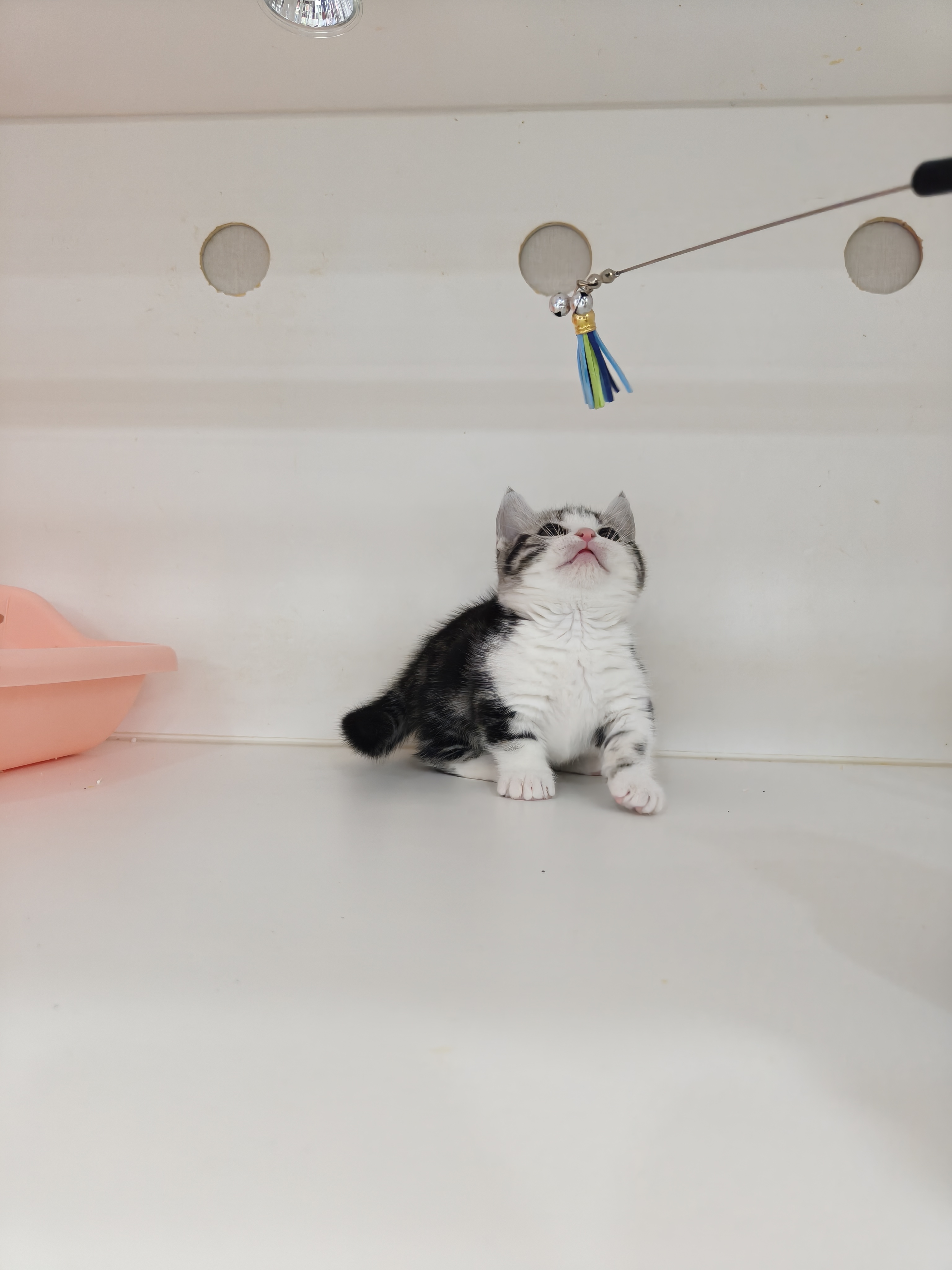 矮脚美短加白起司妹妹，非常完美，粉鼻子小短腿，花纹更是一绝